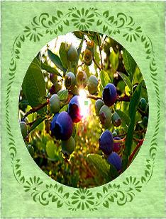 Blueberry Web Creations - a division of Blueberry Software